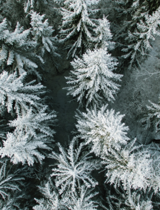 Snow-covered fir trees from above