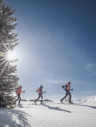 Group of ski tourers in the snow with blue sky, sunshine and trees