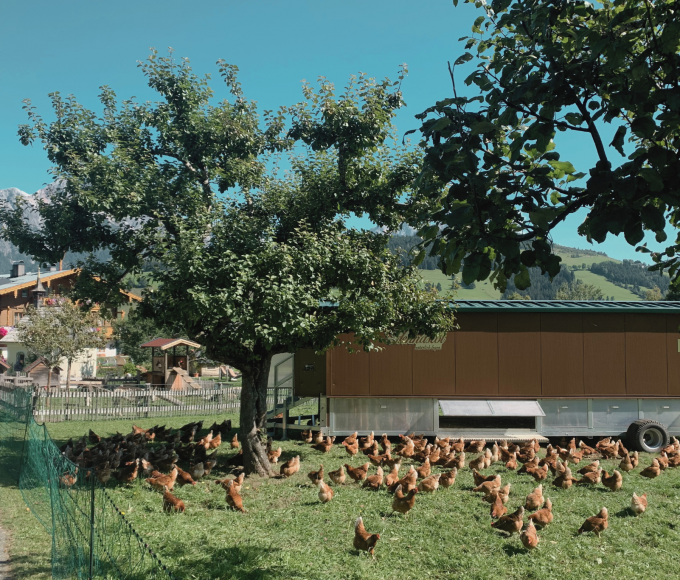 Freilaufende Hühner auf dem Biobauernhof 